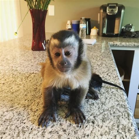Whats Included Trained, Registration Papers, Veterinarian examination, Health certificate, Health guarantee. . Can you own a capuchin monkey in pennsylvania